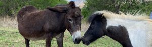 Read more about the article Do Donkeys Make Good Pets?